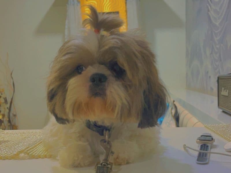 Shih Tzu 7 years 2 months old male small named Skeleto for breeding in Jaipur Division, Rajasthan | Petmeetly