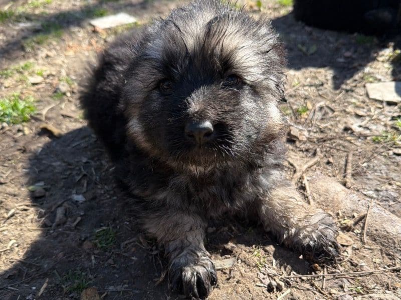Sable German Shepherd 4 months old female small named Puppy for sale in Hunt County, Texas | Petmeetly