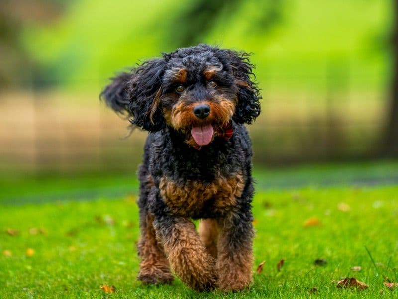Cockapoo 3 years 3 months old male small named Cooper for breeding in South Yorkshire, England | Petmeetly