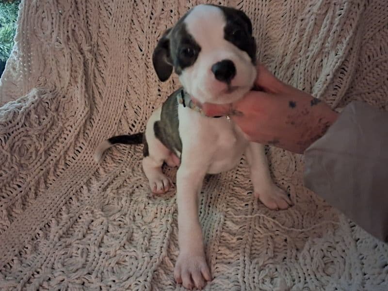 Staffordshire Bull Terrier 2 months old male small named Puppy for sale in Multnomah County, Oregon | Petmeetly