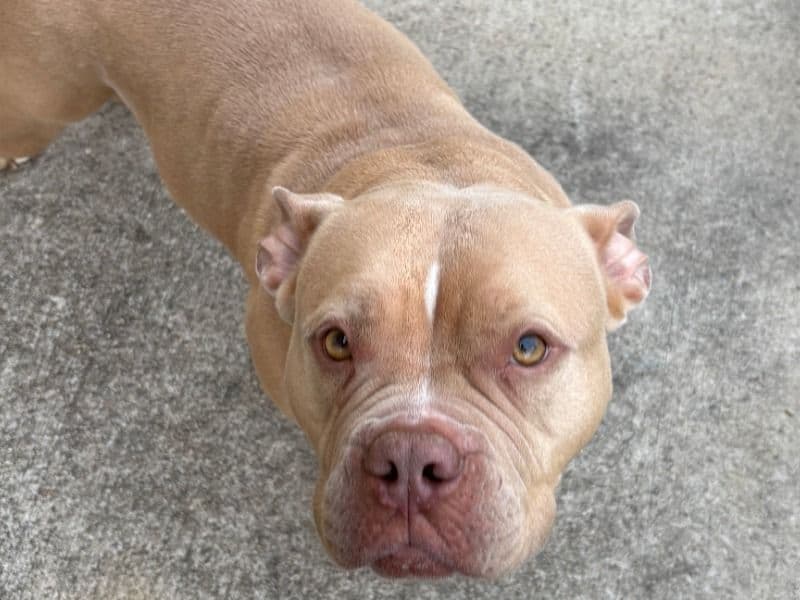 American Bully 3 years 7 months old female large named Princess Peach for breeding in Harris County, Texas | Petmeetly