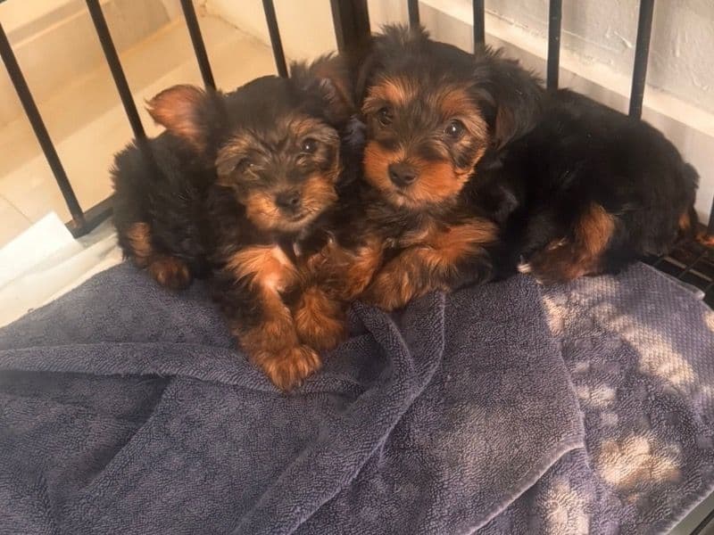 Yorkshire Terrier 1 month old male small named No Name for sale in Miami-Dade County, Florida | Petmeetly