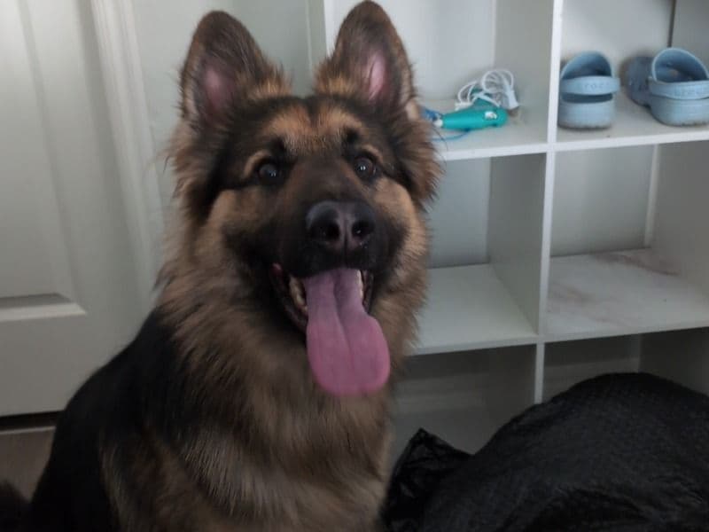 German Shepherd 3 years 6 months old male large named Koda for breeding in Oklahoma County, Oklahoma | Petmeetly