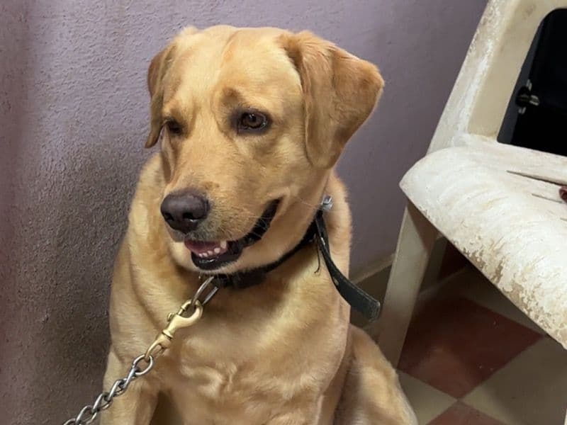 White Labrador Retriever 4 years 5 months old male medium named Leo for breeding in Madurai, Tamil Nadu | Petmeetly