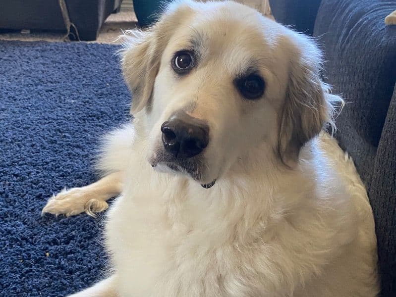 Great Pyrenees 3 years 10 months old female large named Cookie for breeding in Canadian County, Oklahoma | Petmeetly