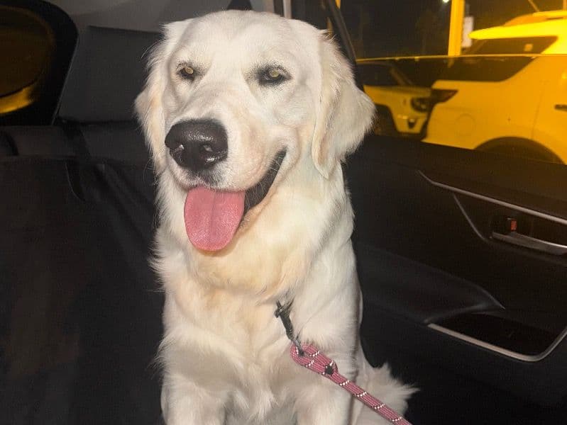 English Golden Retriever 1 year 6 months old male large named Nimbus for breeding in San Diego County, California | Petmeetly