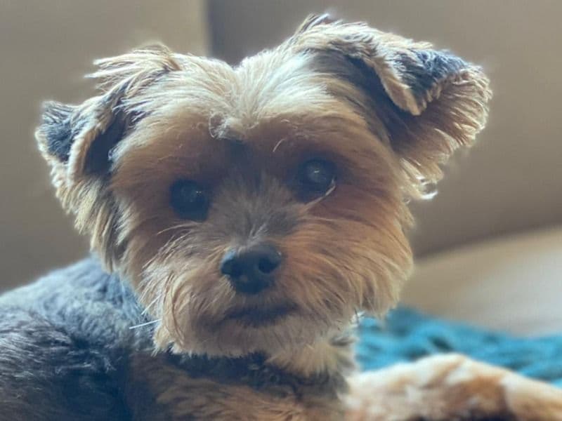 Yorkshire Terrier 15 years old male small named Zeke for breeding in Howard County, Maryland | Petmeetly