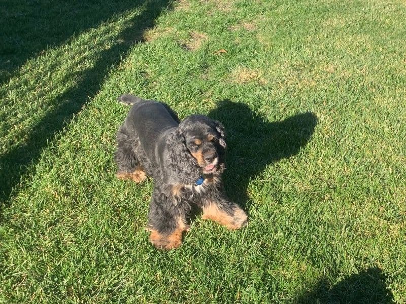 Cocker Spaniel 3 years old male medium named Chico for breeding in Cook County, Illinois | Petmeetly
