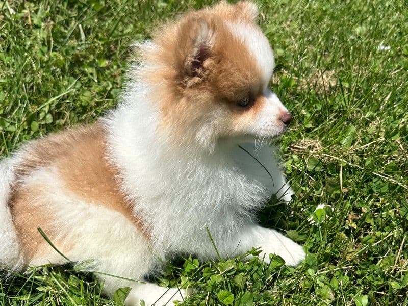 Brown And White Girl - Pomeranian | Petmeetly