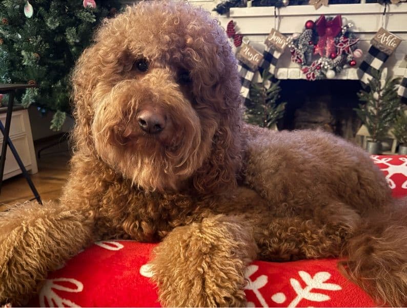 Goldendoodle 5 years 1 month old male large named Chewie for breeding in Santa Clara County, California | Petmeetly