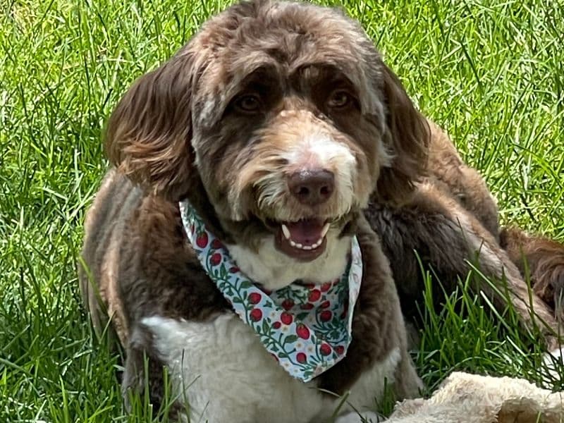 Aussiedoodle 5 years 5 months old female large named Coco for breeding in Wayne County, Michigan | Petmeetly