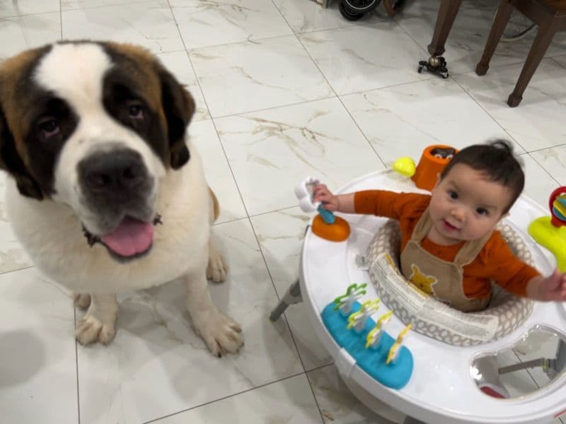 Saint Bernard 2 years 6 months old male large named Bombón for breeding in Palm Beach County, Florida | Petmeetly