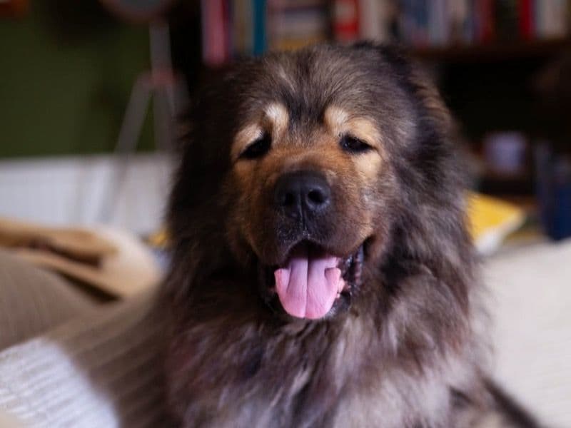Caucasian Shepherd Dog 1 year 3 months old female medium named Brandy for breeding in Cook County, Illinois | Petmeetly