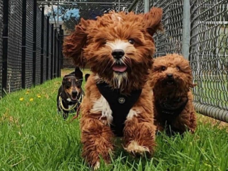 Cavoodle 5 years 8 months old male small named Otis for breeding in Noosa Shire, Queensland | Petmeetly