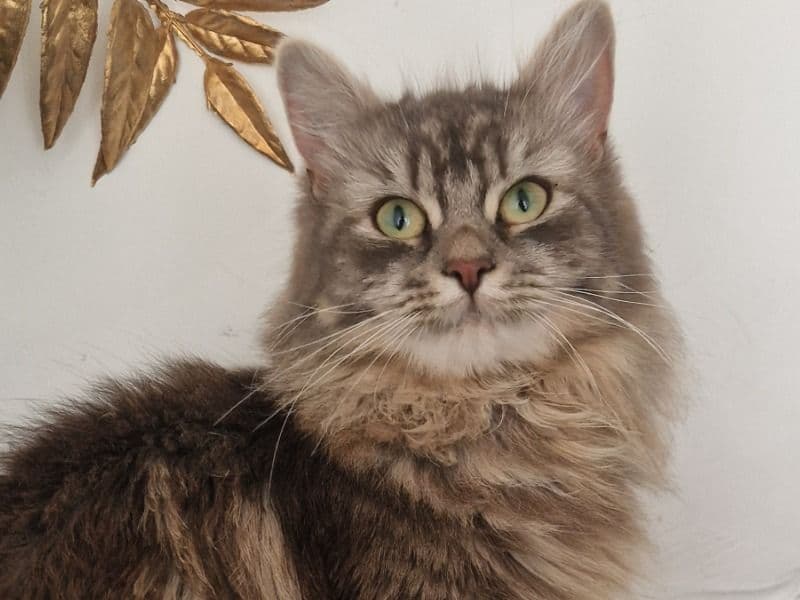Siberian 1 year 6 months old female named Mochi for breeding in Greater London, England | Petmeetly
