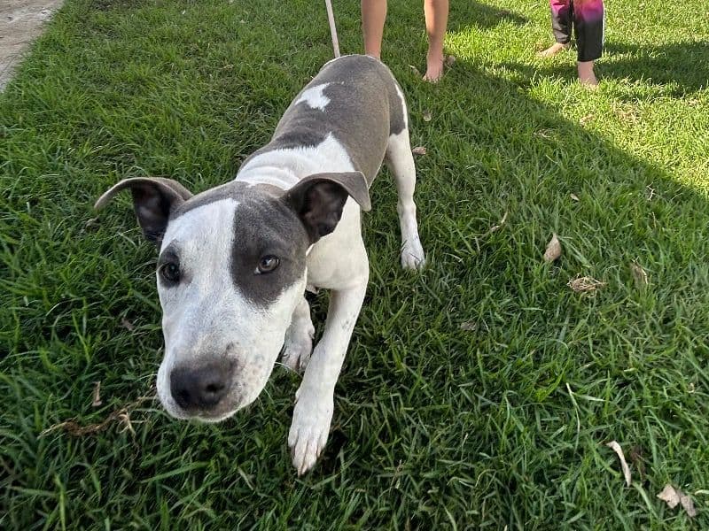 Bull Arab 11 months old female medium named Lila for sale in Ipswich City, Queensland | Petmeetly