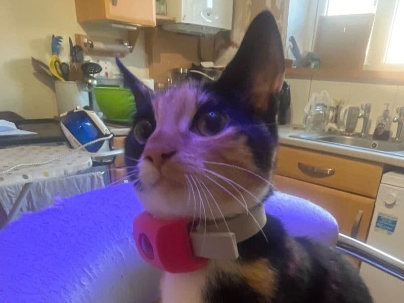 Calico 1 year 1 month old female named Bella for sale in Shropshire, England | Petmeetly