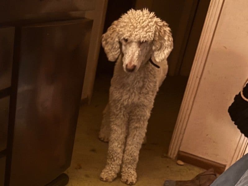 Standard Poodle 1 year 10 months old male large named Osiris for breeding in Jackson County, Missouri | Petmeetly