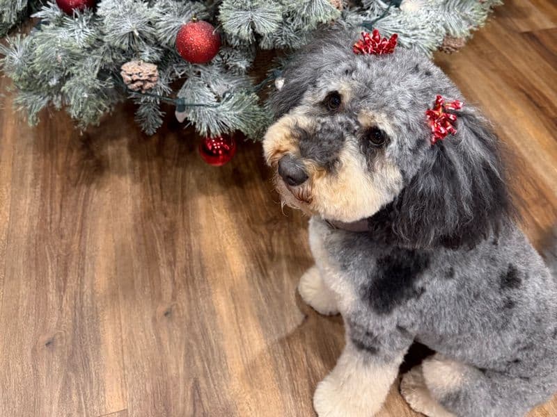 Goldendoodle 3 years old female medium named Zaza for breeding in Cook County, Illinois | Petmeetly