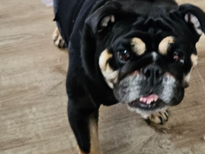 Precious primary photo