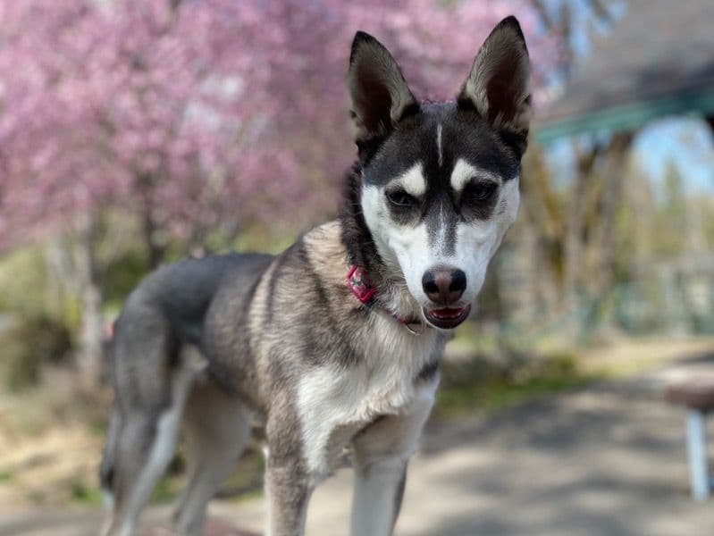 Australian Cattle Dog 1 year 5 months old female medium named Kaiya for breeding in Jackson County, Oregon | Petmeetly