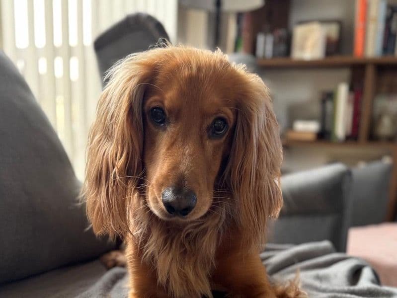 Cocker Spaniel 4 years 7 months old male medium named Leo for breeding in Greater London, England | Petmeetly