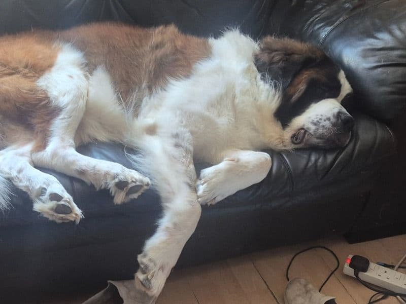 Caucasian Shepherd Dog 4 years 2 months old male extra large named Tiny for breeding in West Sussex, England | Petmeetly