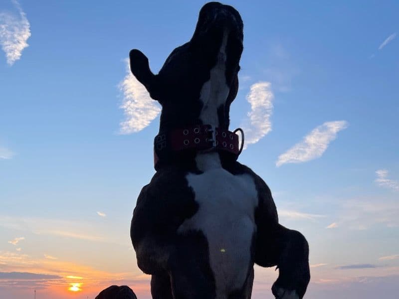 Bullmastiff 3 years 10 months old male large named Bentley for breeding in Kent, England | Petmeetly