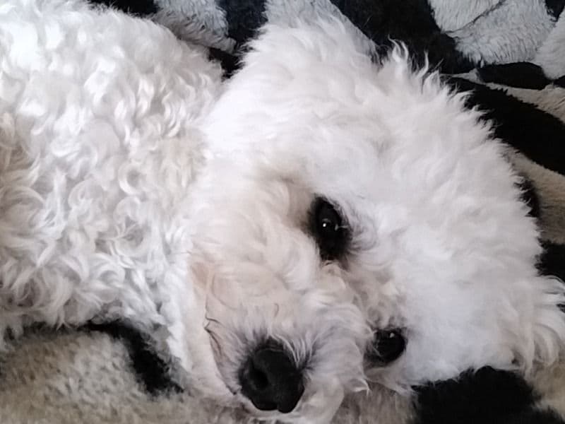 Bichon Frise 1 year 4 months old male small named Archer for breeding in Darlington, England | Petmeetly