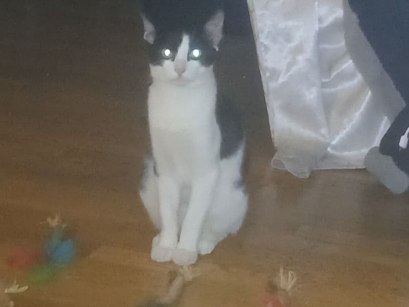 American Shorthair 9 months old male named Oreo for breeding in Kings County, New York | Petmeetly