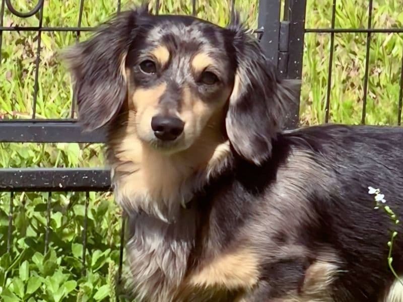 Miniature Dachshund 1 year 7 months old male small named Chauncey for breeding in Volusia County, Florida | Petmeetly