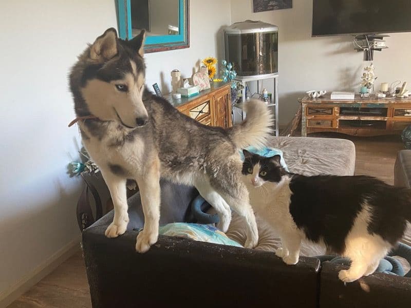 Siberian Husky 3 years old male medium named Mello for breeding in Tamworth Regional Council, New South Wales | Petmeetly