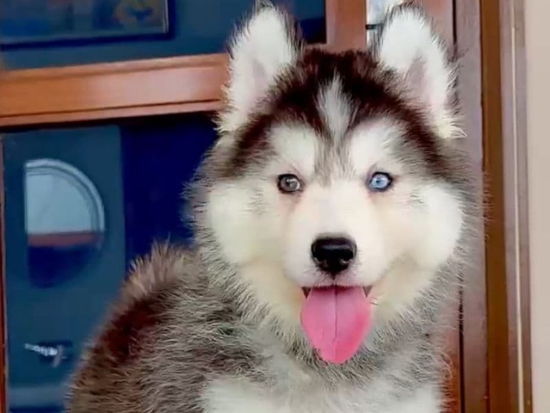 Husky 5 months old male small named Sheraa for breeding in Agra Division, Uttar Pradesh | Petmeetly