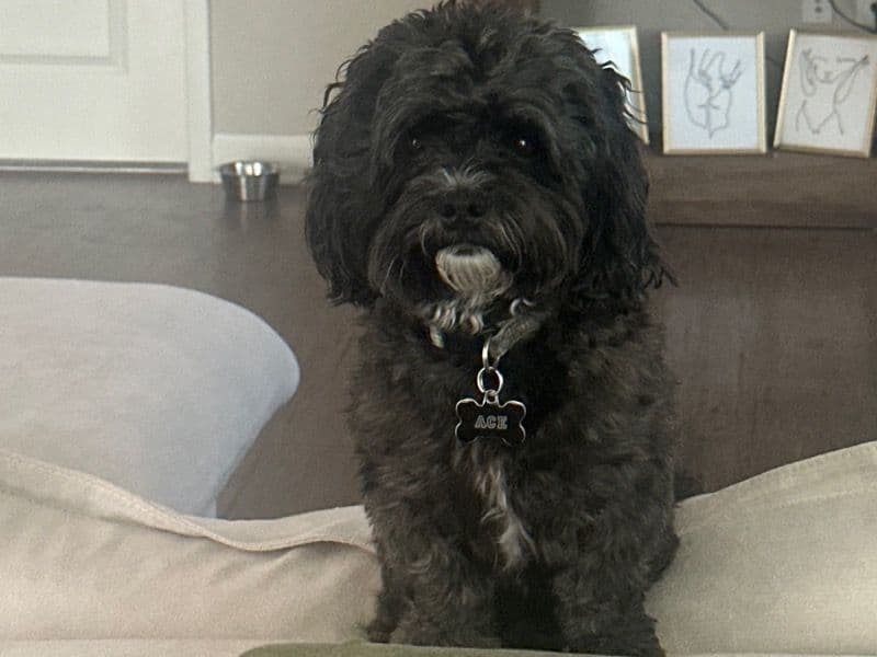 ShihPoo 5 years 4 months old male small named Ace for breeding in Prince George's County, Maryland | Petmeetly