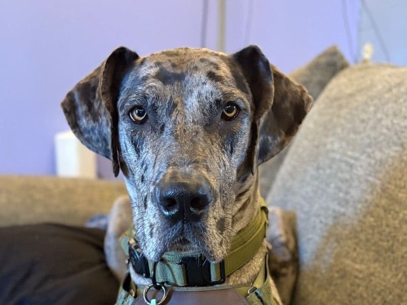Great Dane 1 year 7 months old female large named Dottie for breeding in Snohomish County, Washington | Petmeetly