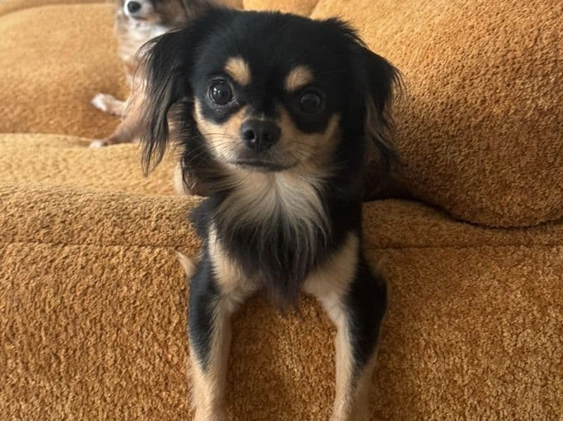 Long hair Chihuahua 2 years 2 months old male small named Moose for breeding | Petmeetly