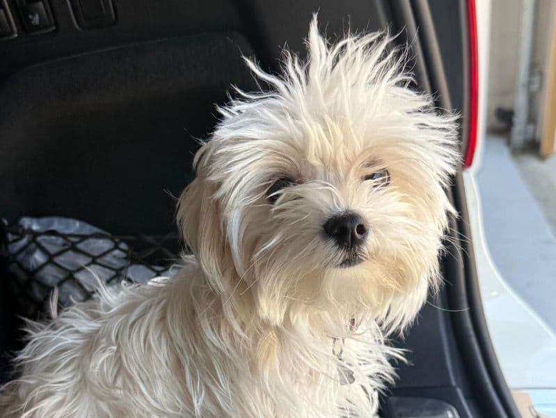 Maltese 1 year 6 months old female small named Daisy for breeding in Lake County, Florida | Petmeetly
