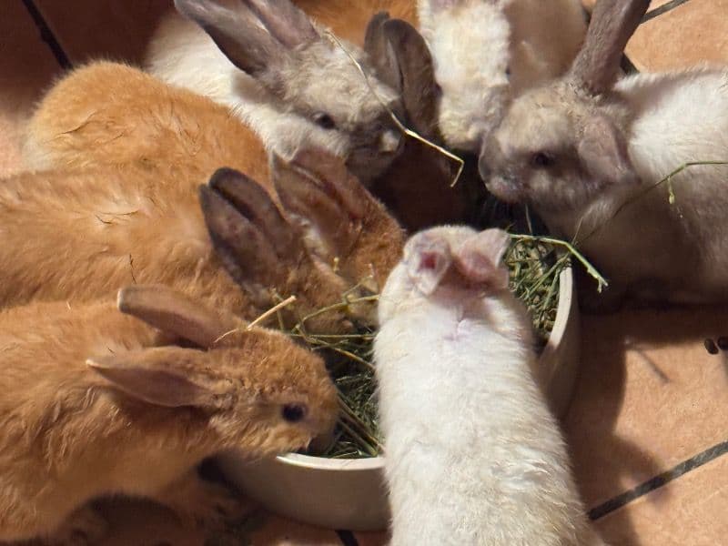 Argenté rabbit 11 months old female named No Name for sale in San Joaquin County, California | Petmeetly