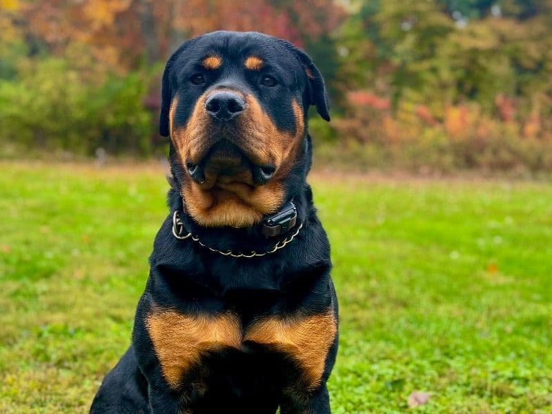 Rottweiler 2 years 1 month old male large named Avonne for breeding in Montgomery, Ohio | Petmeetly