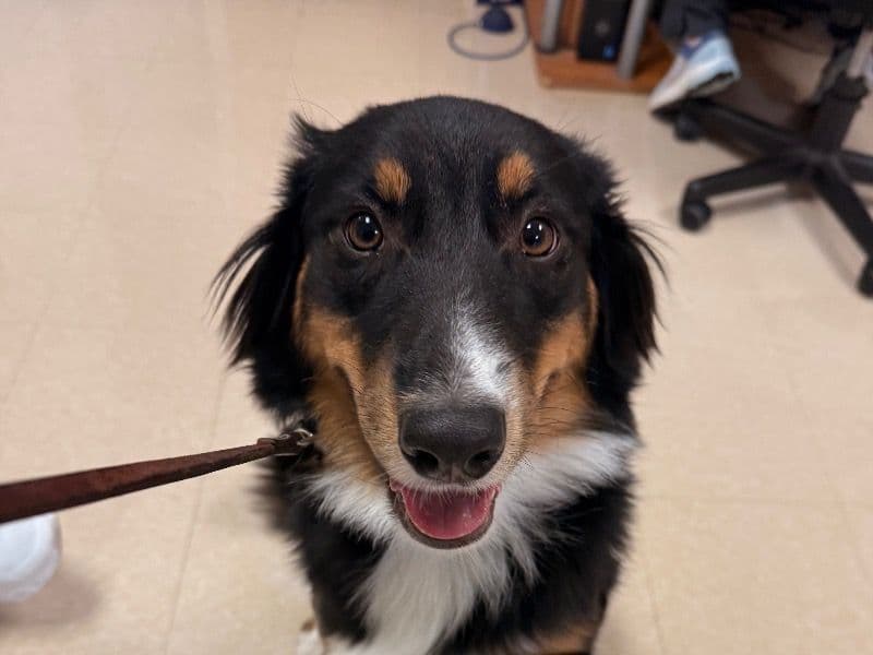 Australian Shepherd 8 months old male medium named Opie for sale in Fauquier County, Virginia | Petmeetly