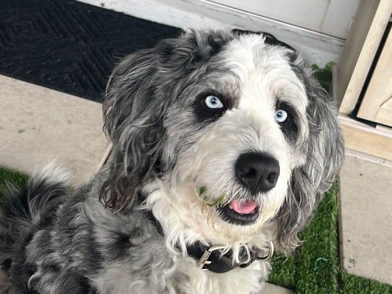 Bernedoodle 3 years 6 months old female medium named Kali for breeding in Hollywood, Florida | Petmeetly