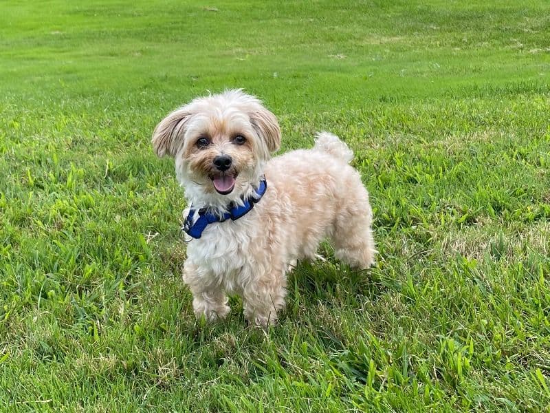 Morkie 8 years old male small named Theo for adoption in New York County, New York | Petmeetly