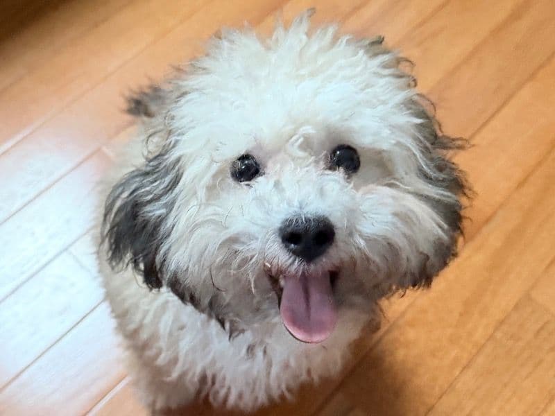 ShihPoo 7 months old male small named Archie for adoption in Merrimack County, New Hampshire | Petmeetly
