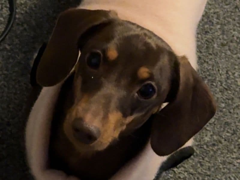 Dachshund 4 years 4 months old female small named Daisy for breeding in Warrington, England | Petmeetly