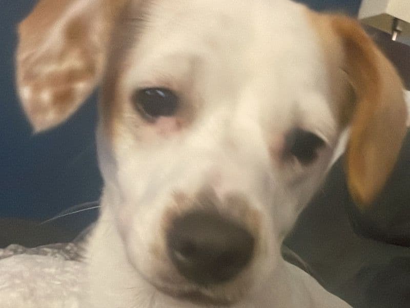 Jack Russell Terrier 10 years old female small named Tilly for breeding in West Sussex, England | Petmeetly