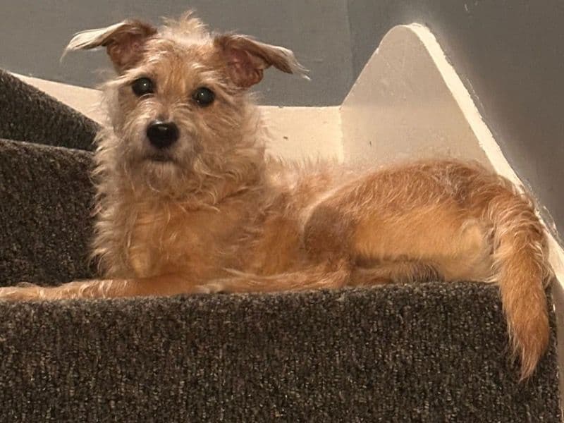 Patterdale Terrier 10 years old male small named Cody for breeding in Merseyside, England | Petmeetly