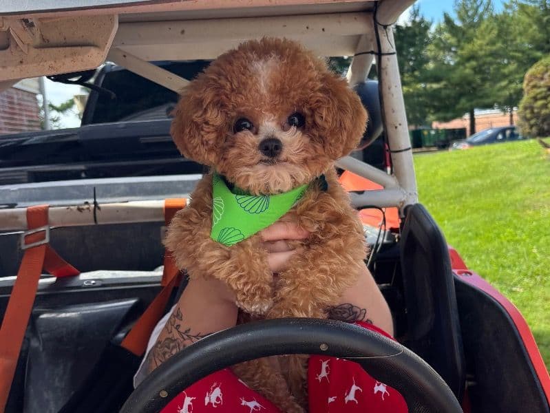 Toy Poodle 1 year 4 months old male small named Tater for breeding in Harford County, Maryland | Petmeetly