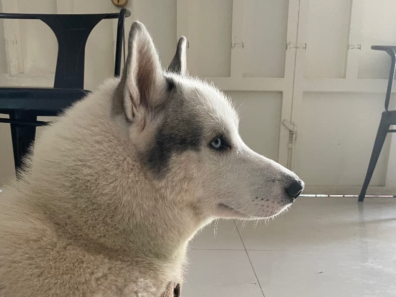 Husky 4 years 9 months old male large named Loki for breeding in Bangalore Urban, Karnataka | Petmeetly
