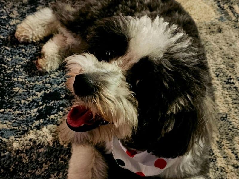 Mini Bernedoodle 2 years 1 month old male small named Gizmo for breeding in Monroe County, Michigan | Petmeetly