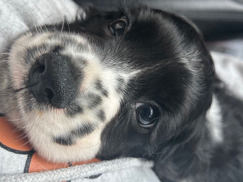 American Cocker Spaniel 10 months old male small named Knight for breeding in Franklin County, Kentucky | Petmeetly